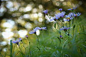 Kalk-Aster (Aster amellus) in natürlicher Umgebung