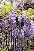 Wisteria (Wisteria) in full bloom on a garden fence in spring