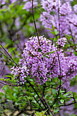 Flieder (Syringa) in voller Blüte im Frühlingsgarten