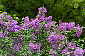 Blühender Flieder (Syringa) im Garten