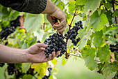 Close up hands of vineyard worker harvesting a ripe dark bunch of grapes from vine