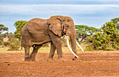 Samburu National Reserve, Kenya. One of Kenya's oldest bull elephants, Tim.