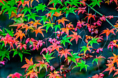 Farbenfrohes Laub, buddhistischer Tofuku-ji-Tempel, Kyoto, Japan. Berühmt für sein Herbstlaub.