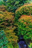Farbenfrohes Laub, buddhistischer Tofuku-ji-Tempel, Kyoto, Japan. Berühmt für sein Herbstlaub.