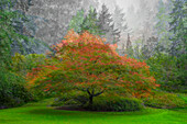 Kanada, Britisch-Kolumbien, Vancouver. Abstraktes Bild eines herbstlichen Baumes in den VanDusen Botanical Gardens.