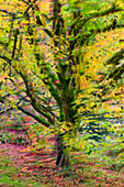 Kanada, Britisch-Kolumbien, Vancouver. Abstraktes Bild eines herbstlichen Baumes in den VanDusen Botanical Gardens.