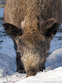 Finnland, Ranua Wildlife Park. Wildschwein im Winter.
