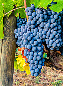 Greve in Chianti, Tuscany, Italy. Sangiovese grapes, main ingredient in Chianti wine.