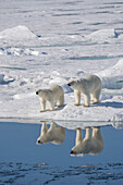 Norwegen, Svalbard. Spiegelung von Eisbärensau und Jungtier auf dem Eis.