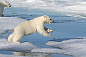 Norway, Svalbard. Polar bear cub jumping across water on pack ice.