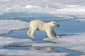 Norway, Svalbard. Polar bear cub jumping across water on pack ice.