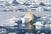 Norway, Svalbard. Polar bear jumping across water in Arctic Ocean.