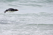 Falkland Islands. A single rockhopper penguin porpoises out of the ocean.