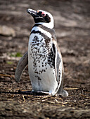 Falkland Islands. Magellanic penguin with its distinctive coloring indicating a pigment disorder.