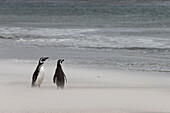 Falkland Islands. Two penguins stand on the windswept beach with its blowing sand.