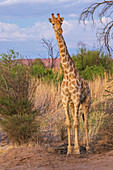 Young giraffe pauses for a look about at dusk in Augrabies Falls National Park, southern Africa
