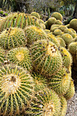 USA, Los Angeles, California. Dense display of variety of cacti