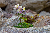 USA, Wyoming, Snowy Range. Blaue Akelei Blume.