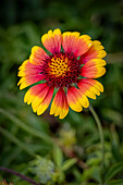 USA, Colorado, Fort Collins. Gaillardia Blume Nahaufnahme.