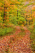 USA, Michigan, Ottawa National Forest. Trail in autumn-colored forest.