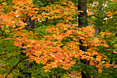 USA, Michigan, Ottawa National Forest. Close-up of maple leaves in autumn.