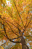 USA, Michigan, Ottawa National Forest. Scenic of maple tree foliage in autumn.