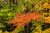 USA, Michigan, Ottawa National Forest. Scenic of maple leaves in autumn.