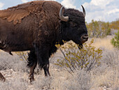 Buffalo bull on Ladder Ranch raised for beef, Ted Turner properties in New Mexico