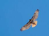 Rotschwanzbussard, Bernardo Wildlife Area, New Mexico