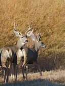 Junge Böcke, Bosque del Apache National Wildlife Refuge, New Mexico