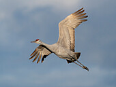 Sandhügelkranich ruft im Flug, Bernardo Wildlife Area, New Mexico