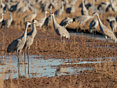 Sandhügelkraniche auf einem Feld, Bernardo Wildlife Area, New Mexico