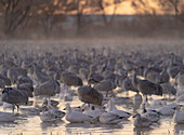 Brutteiche von Sandhügelkranichen und Schneegänsen, Bernardo Wildlife Area, New Mexico