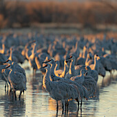 Sandhügelkranich-Rastteich bei Sonnenaufgang, Bernardo Wildlife Area, New Mexico