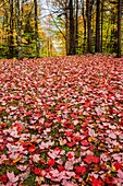 USA, Vermont, Morrisville. Red maple (Acer rubrum) leaves as a carpet on the ground