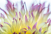 USA, Bundesstaat Washington, Seabeck. Dahlienblüte abstrakt.