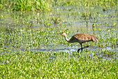 Ridgefield National Wildlife Refuge, Ridgefield, Washington, USA. Sandhügelkranich beim Spaziergang in einem Sumpfgebiet