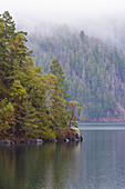 Nebel über dem Wald oberhalb des Lake Crescent, Olympic National Park, Washington State, USA.