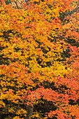 USA, Wisconsin, Chequamegon-Nicolet National Forest. Autumn-colored maple trees in forest.