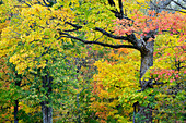USA, Wisconsin, Chequamegon-Nicolet National Forest. Autumn-colored maple trees in forest.