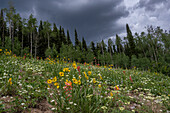 USA, Wyoming. Meadow with wildflowers and aspen trees, west side of Tetons.