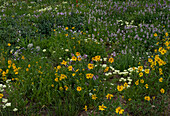 USA, Wyoming. Meadow of wildflowers on west side of Tetons.