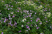 USA, Wyoming. Field of columbine, geranium, cow parsnip