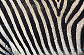 Burchell's zebra pattern of black and white stripes, Kenya, Africa