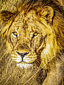 Etosha National Park, Namibia, Africa. Close-up portrait of male African Lion hunting at sunset.