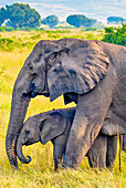 Queen Elizabeth National Park, Uganda, Africa. Profile portrait of baby African bush elephant nuzzling against mother's trunk.