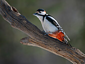 Finland, Oulanka. Great spotted woodpecker during winter near Oulanka National Park.