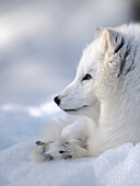 Finland, Ranua Wildlife Park. Dhole, Arctic fox in white winter coat.