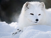 Finland, Ranua Wildlife Park. Dhole, Arctic fox in white winter coat.