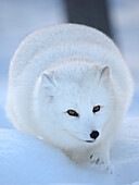 Finland, Ranua Wildlife Park. Dhole, Arctic fox in white winter coat.